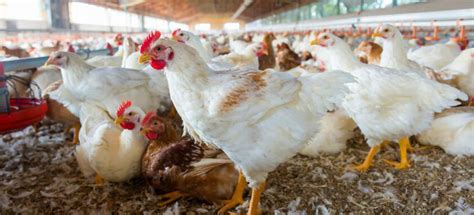 The Path To Success A Beginners Guide To Chicken Farming In South Africa