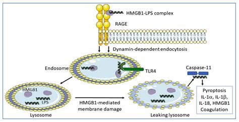 Cells Free Full Text Post Translational Modification Of Hmgb1