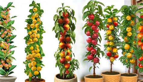 Колонна ябълка шарена в контейнер