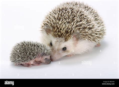 Newborn Hedgehog