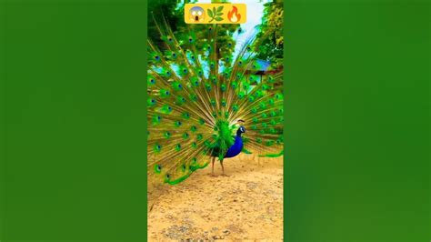 Peacock Dance 🦚🦚😱 Shorts Birds Dance Peace Youtubeshort Youtube