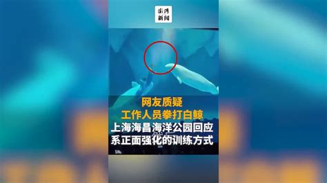 网友质疑工作人员拳打白鲸，上海海昌海洋公园回应凤凰网视频凤凰网