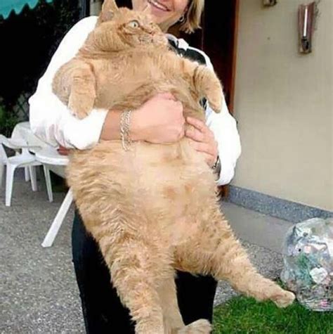 Ginger Pussy Scrolller