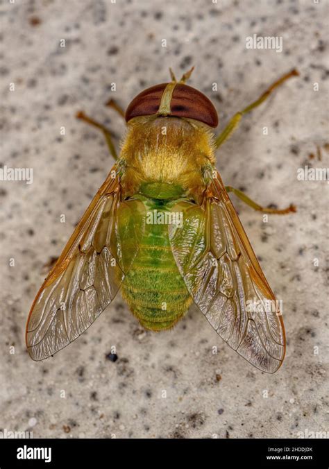 Adult Green Horse Fly Of The Genus Chlorotabanus Stock Photo Alamy