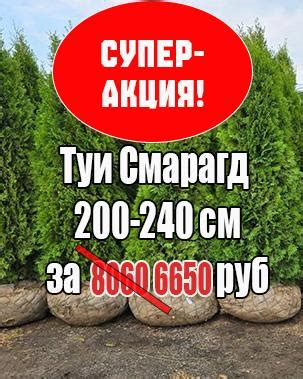 Купить Тую западную из питомника "Фавн" Саженцы туи