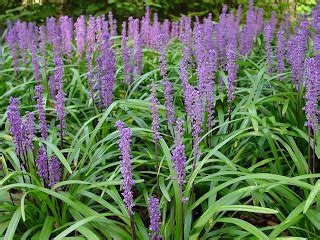 Jenny Smith Gardens Plant Of The Month Liriope