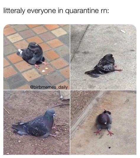 6983 Likes 27 Comments Birb Memes Daily Birbmemesdaily On