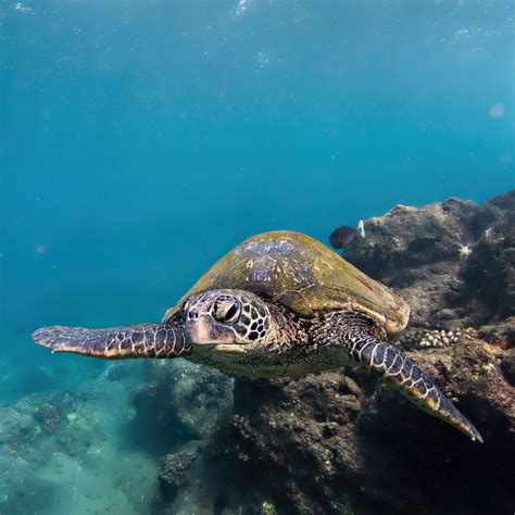 How Long Can A Turtle Stay Underwater - EMSEKFLOL.COM