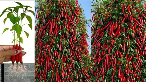 Simple Method Propagate Chili Tree With Aloa Vera How To Chili Tree