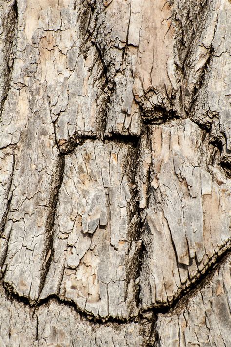 Free Images Nature Branch Wood Texture Leaf Trunk Old Birch