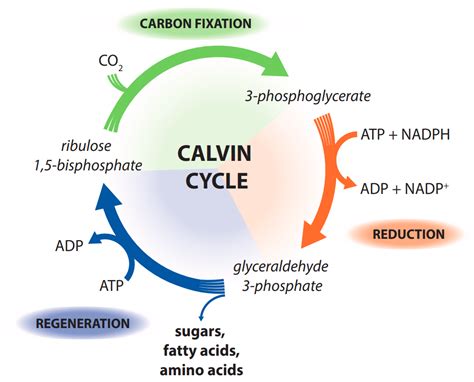 Carbon Fixation Diagram