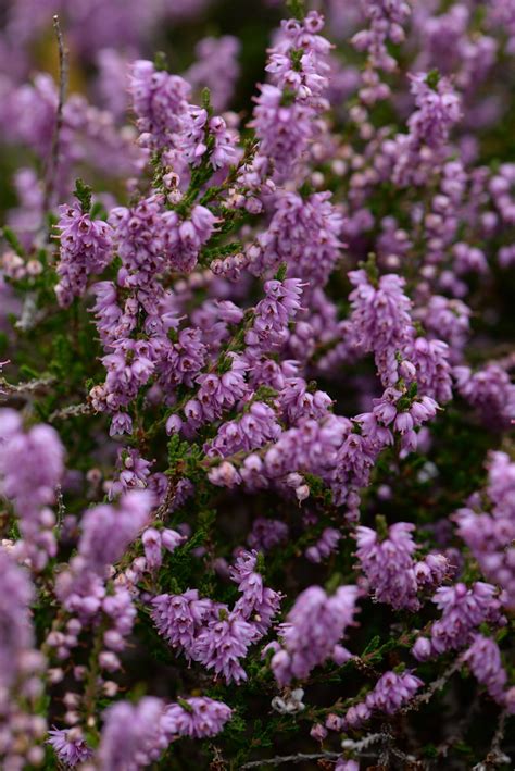 Calluna Vulgaris Chateau DOex 1 Wolfgang Bischoff Flickr