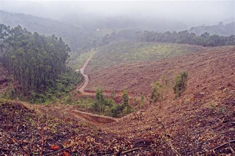 Expos Sur La D Forestation Causes Cons Quences D Finition Et Solutions