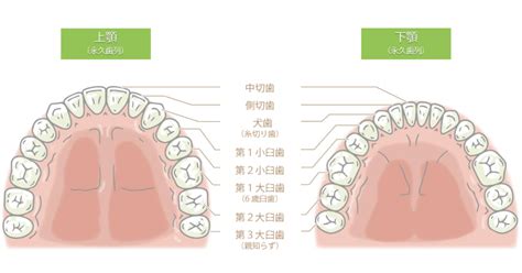 歯についての一般知識～歯の本数や構造・種類～｜ブログ｜北24条かやの歯科クリニック