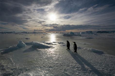 Antarctica, Snow Hill Island, Emperor #6 by Paul Souders