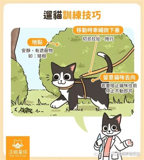 猫咪外出必看！从装备到训练，训练师教你安全遛猫技巧 知乎