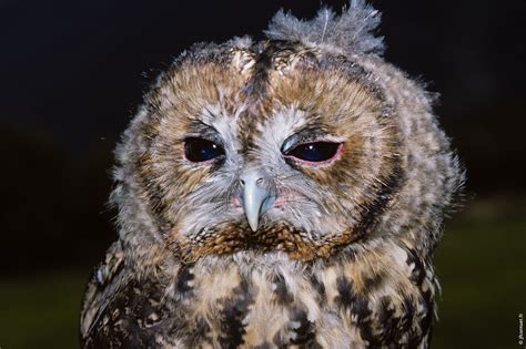 Chouette Hulotte Strix Aluco Tawny Owl Waldkauz Site De Test