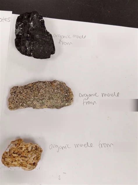 Organic Sedimentary Rocks Diagram Diagram Quizlet