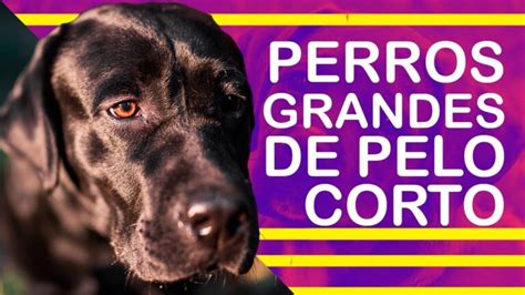 Descubre Las Mejores Razas De Perro Grande De Pelo Corto En