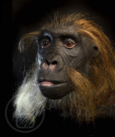 Sahelanthropus tchadensis | Human evolution, Ancient humans ...