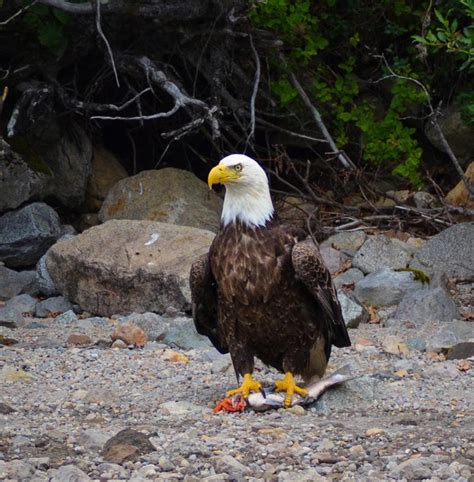 Salmon Catcher Lodge Offering By Powerslandbrokerage Issuu