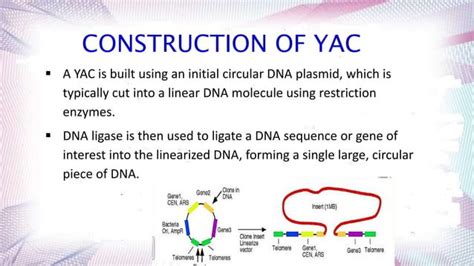 bacterial artificial chromosome & yeast artificial chromosome | PPT