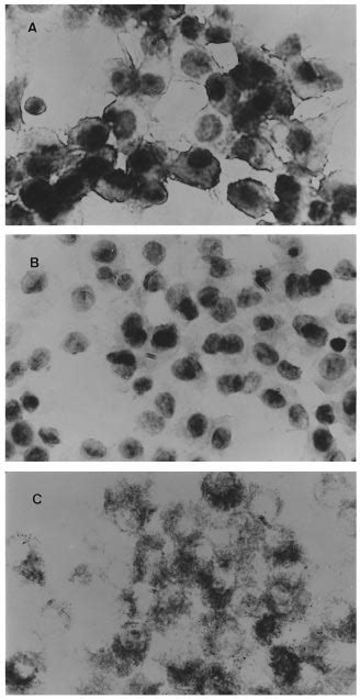 Immunocytochemical Localization Of Inos Protein And Staining For Nadph