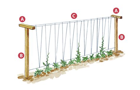 Vegetable Garden Trellis | Fasci Garden