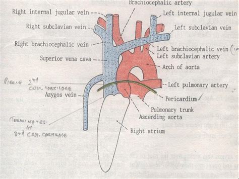 Mbbs Medicine Humanity First The Veins