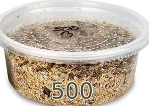 Amazon Surmen Legacy Ct Live Mealworms With Bait Cup With Food