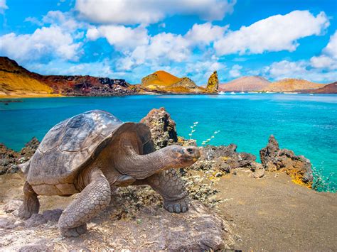 Fascinating Facts About the Galápagos Islands — Daily Passport