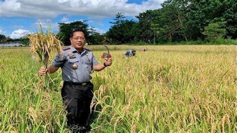 Lapas Atambua Panen Padi Hasil Pelatihan Kerja WBP Pos Kupang