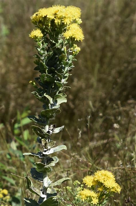 100STIFF GOLDENROD Seeds Perennial American Native Wildflower - Etsy