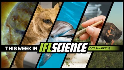 The Sun Has Reached Solar Maximum, Microplastics Detected in Wild ...