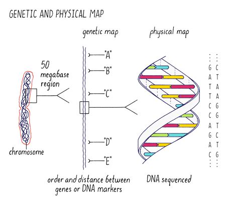 Plant Genetics | Future of Food | by Pamela Ronald