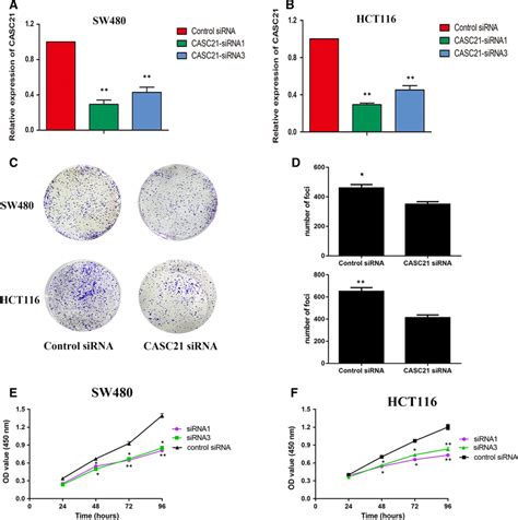 Knockdown Of CASC21 Impairs Colon Cancer Cell Growth In Vitro A