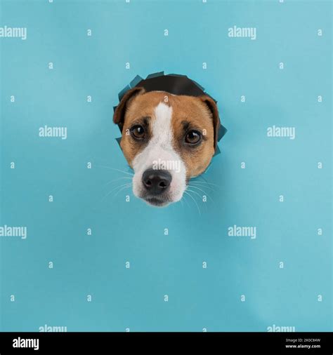 Funny Dog Muzzle From A Hole In A Paper Blue Background Stock Photo Alamy