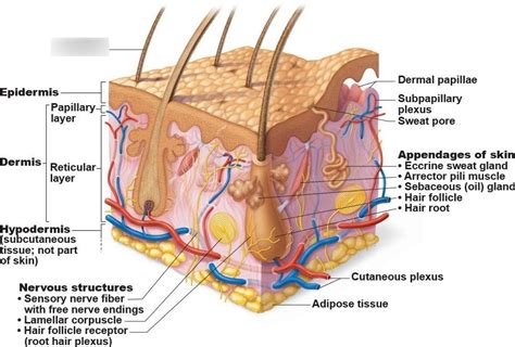 Skin Layers Diagram | Quizlet