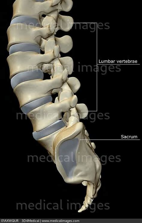 Lumbar Vertebrae Anatomy Lateral