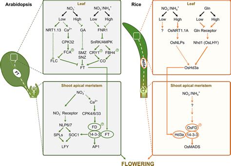 Overview Of N Dependent Flowering Regulatory Pathways In Arabidopsis