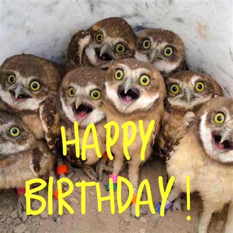 Happy Birthday Baby Owls Cute Animals Owl