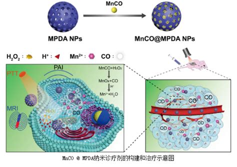 介孔聚多巴胺纳米粒子 100 200nm 西安齐岳生物