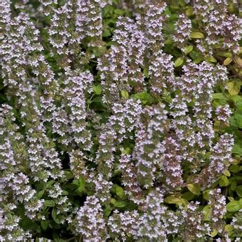 Thymus vulgaris Thyme from Garden Center Marketing