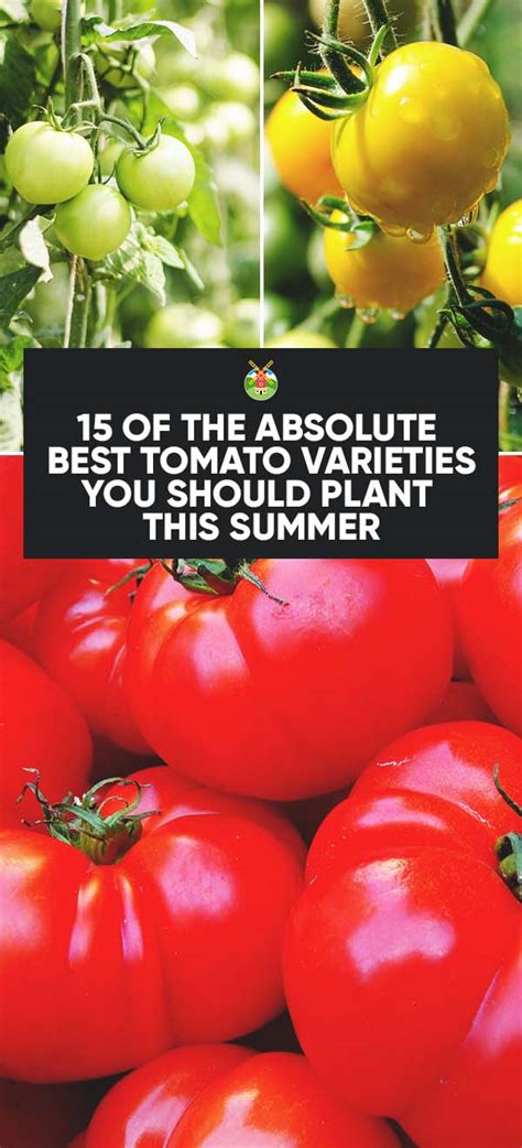 15 Of The Absolute Best Tomato Varieties You Should Plant In Your Garden