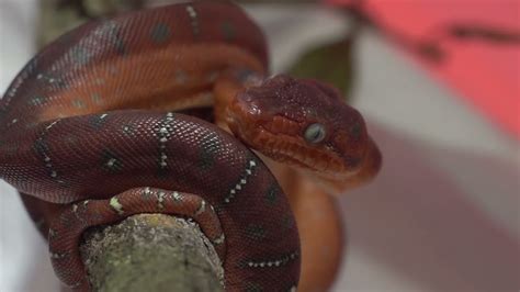 Meet Our Emerald Tree Boa Babies Youtube