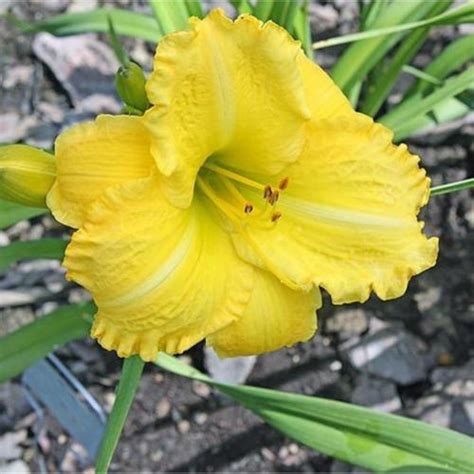 Daylily Hemerocallis Buttercup Days In The Daylilies Database