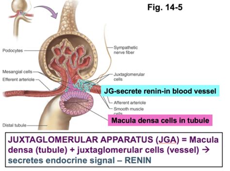 Exam Renal Flashcards Quizlet