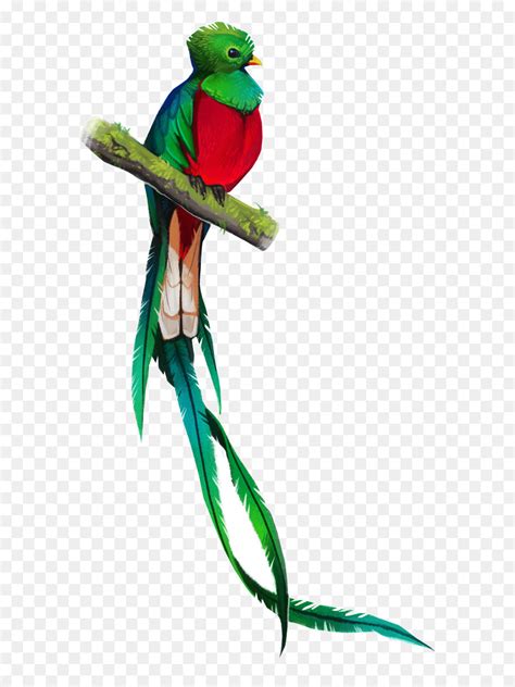 Quetzal Bird Svg