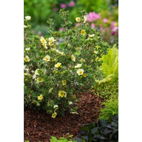 Potentilla Fruticosa Primrose Beauty C Cm