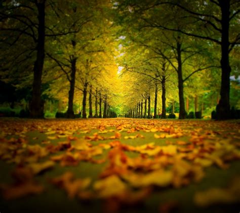 1440x1280 1440x1280 Nature Leaves Trees Wallpaper Coolwallpapersme